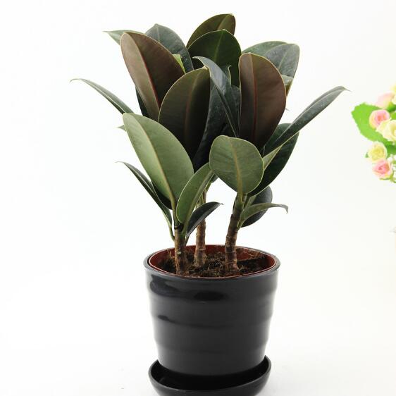 豆瓣绿：绿意盎然 健康护眼