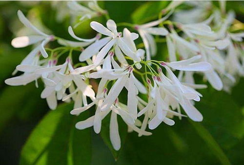 紫藤树的开花时间