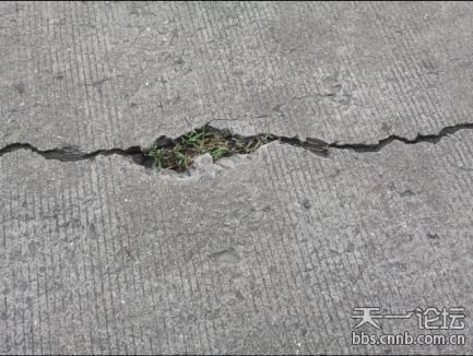 马路裂缝里的神奇生命