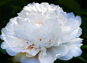 剪修时机：冬春两季