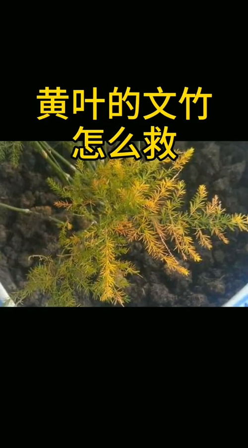 文竹水培黄叶，如何挽救