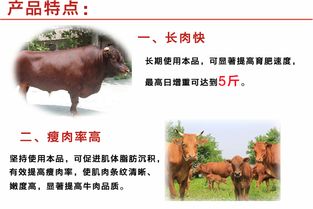 鹅肠菜富含营养，提高牛羊生长速度