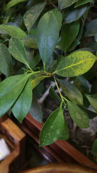 浇水过多导致榕树叶子发黄