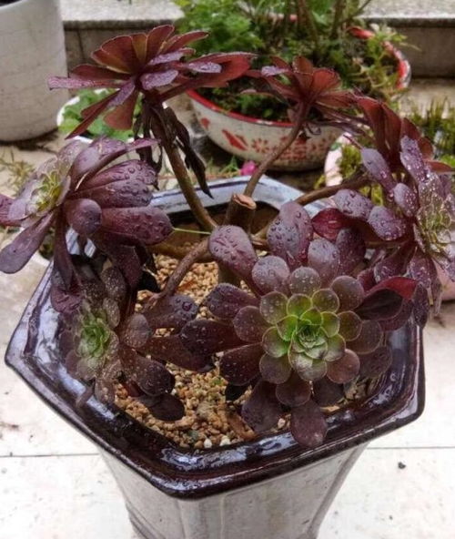 刺梅夏天移栽后嫩不嫩直接放在太阳下晒晒晒？