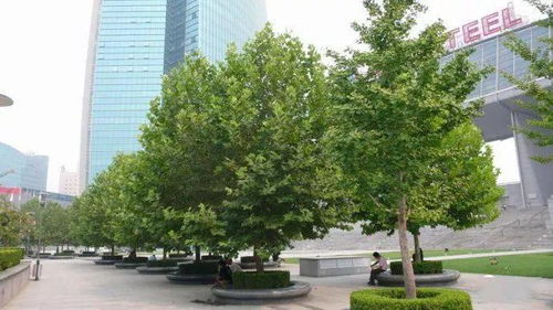 先说说咱们得说说树阵植物的品种选择