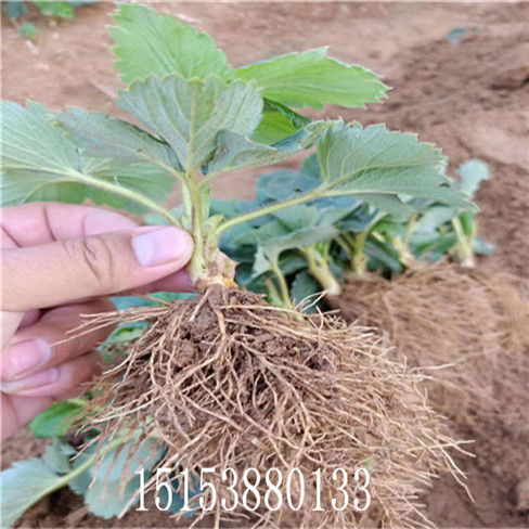 5. 草莓苗弱根系差，怎么解决？