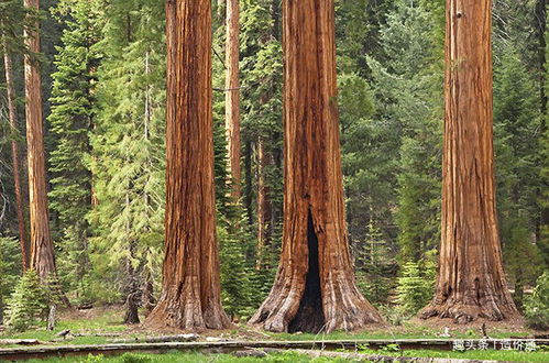 雪松的高度，让人惊叹