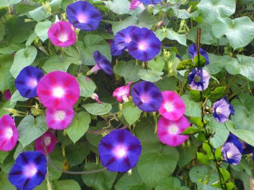 牵牛花色彩斑斓？这花海中的彩虹