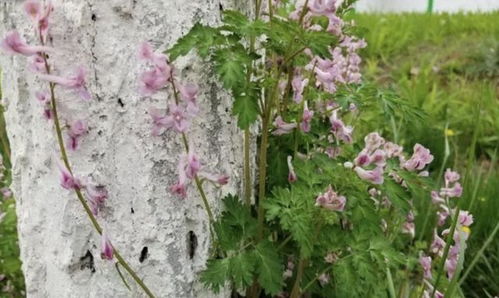 稳固的种植方法：打桩固根