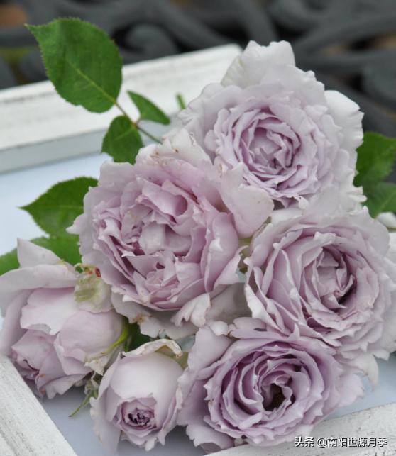 河本纯子培育的月季品种：羽翼般优雅