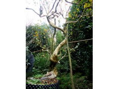 紫薇盆景的造型与病虫害防治