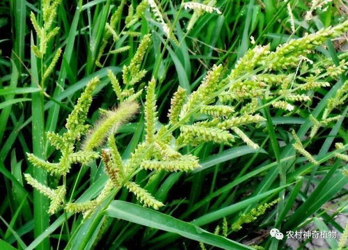 虎尾兰的实测数据