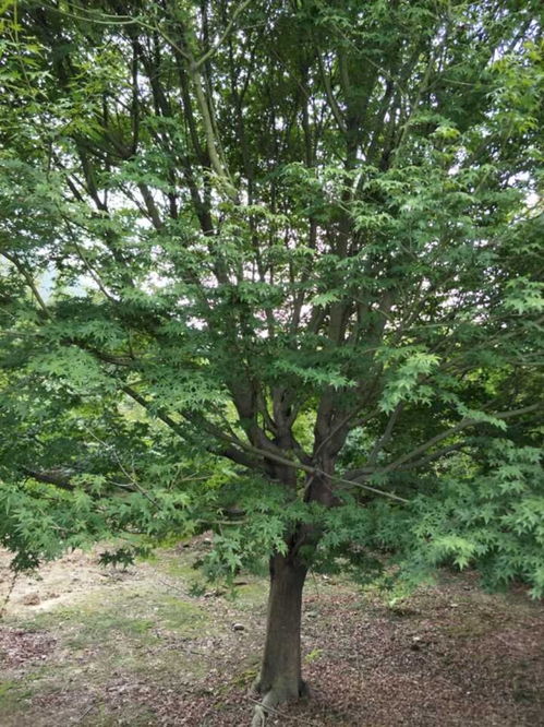 腊梅的价格也彳艮有特色