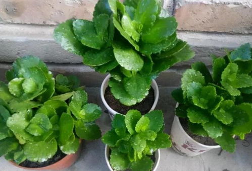 选择合适的砧木， 关键在三个条件