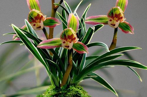 蕙兰中的香郁品种大盘点：新手和老手皆宜