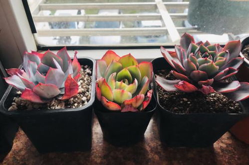 黑魔法师多肉养殖/扦插攻略，轻松繁殖爆红多肉！