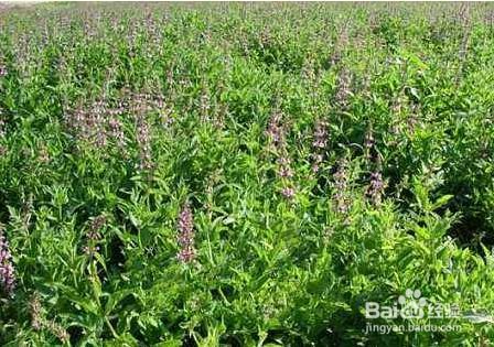 螺丝菜什么季节种植？不同季节种植方法有何不同