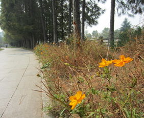 秋天花开， 花语满满