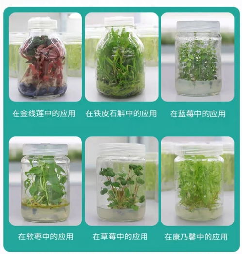 植物组培生根培养