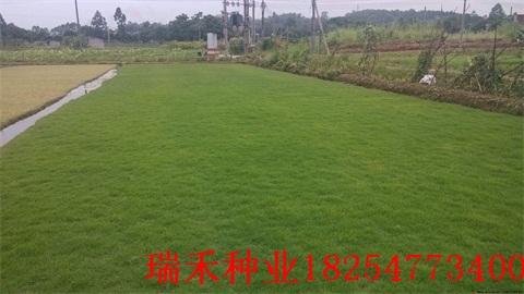 草坪无纺布的价格之谜