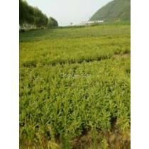 种植技巧：橡树抗旱， 但新疆种植讲究可多了