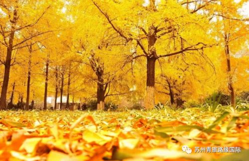 我家种了几百棵银杏树， 叶子发黄