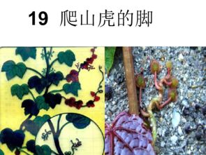 爬山虎的脚究竟如何攀爬？看图就懂