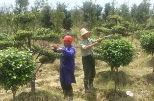 绿化苗木移栽的黄金时机揭秘