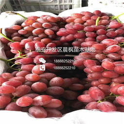 巨峰葡萄种植管理，如何轻松入门