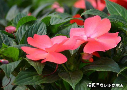 如何正确修剪非洲凤仙？了解其对寒冷环境的适应性！