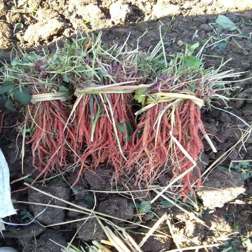 丹参种植：段栽与苗栽的种植对比