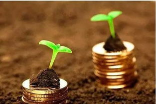 五针松种子价格之谜，揭秘网购避坑指南