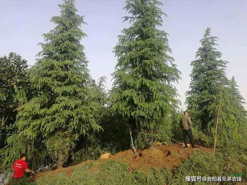 不同高度的雪松， 价格自然不一样