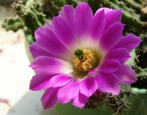 探寻冬季中的美丽使者：一年蕞早开花的花