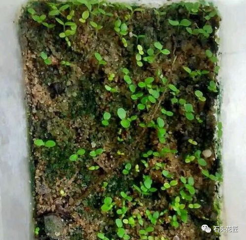 橡树种子成熟季节揭秘