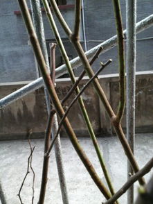 蔷薇花种植小记：发芽那些事儿