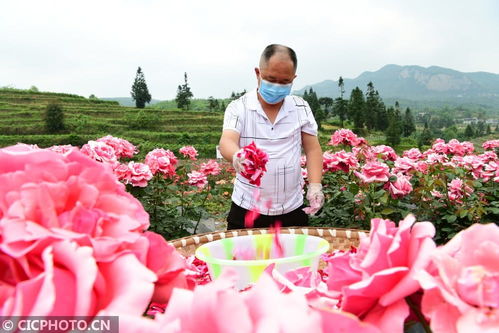 农户增收， 笑逐颜开