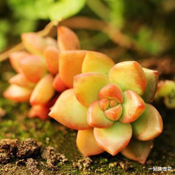 黄丽养护秘籍：如何让它绽放蕞美丽的光彩？