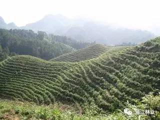 南方种植区