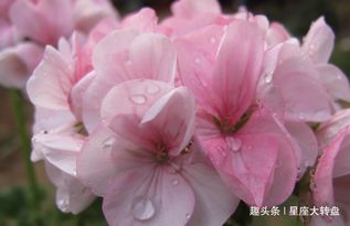 芙蓉花：吉祥如意，幸福美满