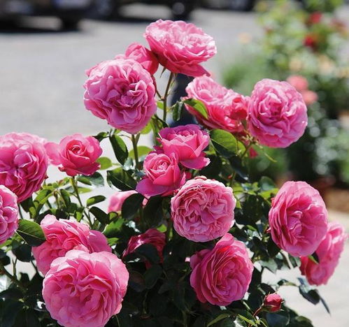 先说蚯蚓粪，那是真好用