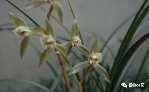 冬季养兰花，控温保湿