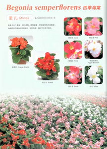 四季海棠、 球根海棠和丽格海棠的区别