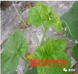 一、了解苯硅甲环唑，知己知彼百战不殆