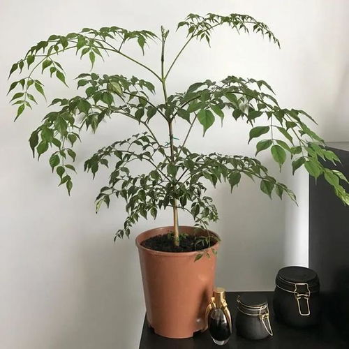 茶梅掉叶子怎么办？如何挽救