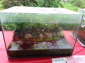 一、 合理搭配水生植物