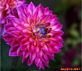 大丽花：绚烂夺目的夏日美景