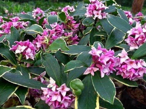 瑞香花怎么养？新手也能养爆盆的小技巧是什么