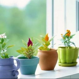 适合家里养的花， 打造别样居家风景