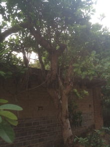 20年树龄的腊梅树，价值几何？